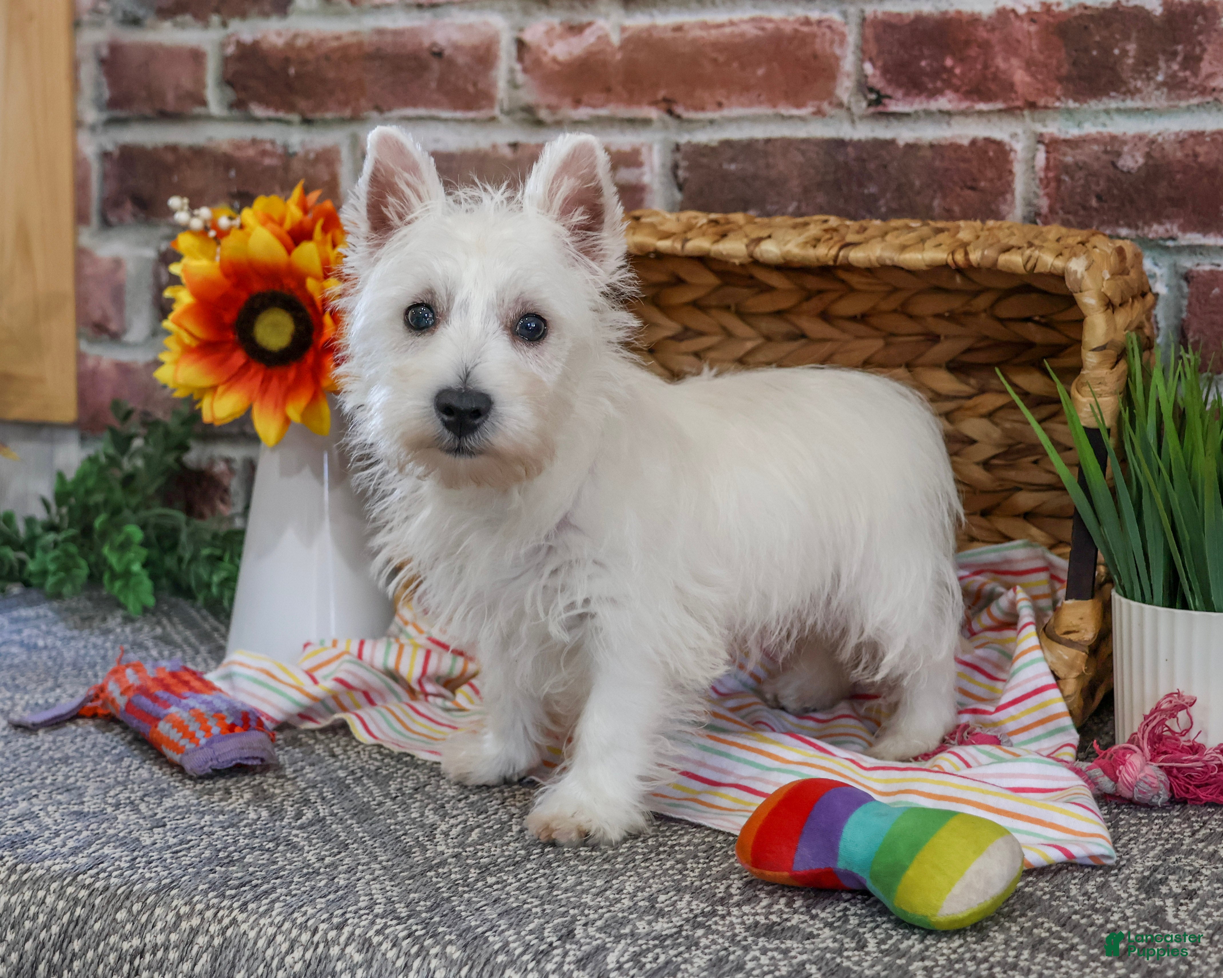 West Highland Terrier dogs for sale: Ophelia - Ad 2