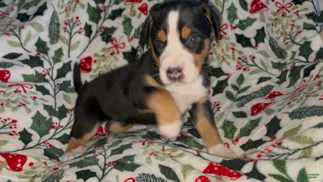 Greater Swiss Mountain Dog dogs for sale: Tinsel Town - Ad 3