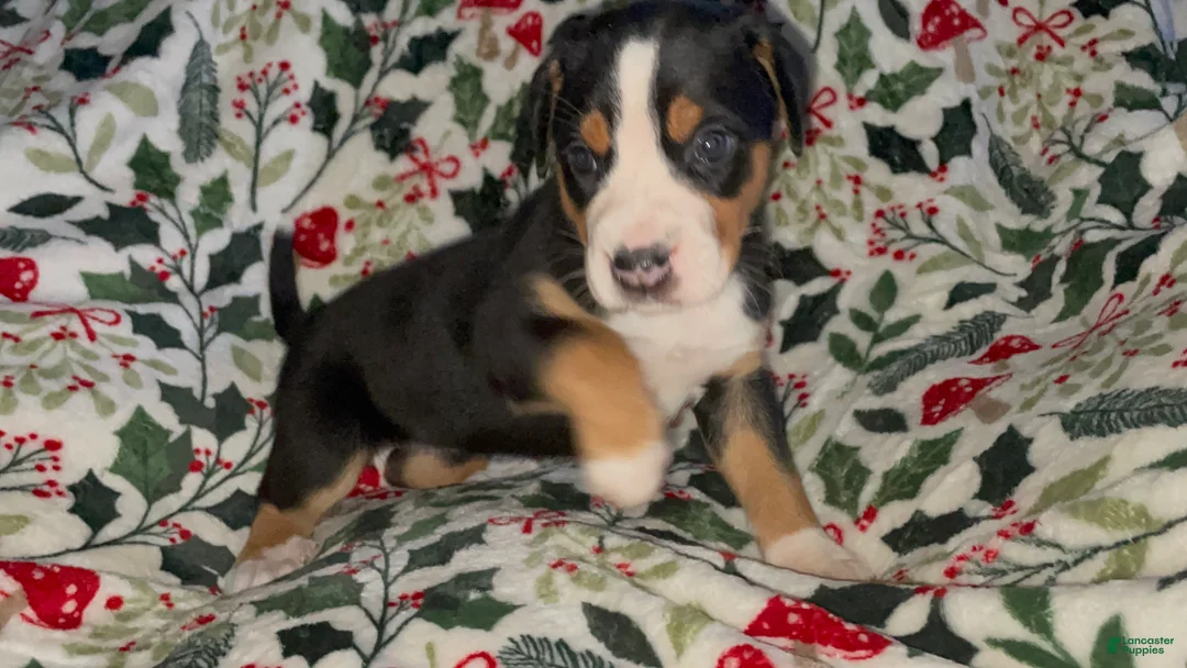 Greater Swiss Mountain Dog dogs for sale: Tess - Ad 6