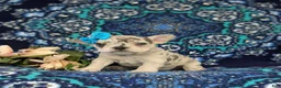 French Bulldog dogs for sale: Romy - Ad 1