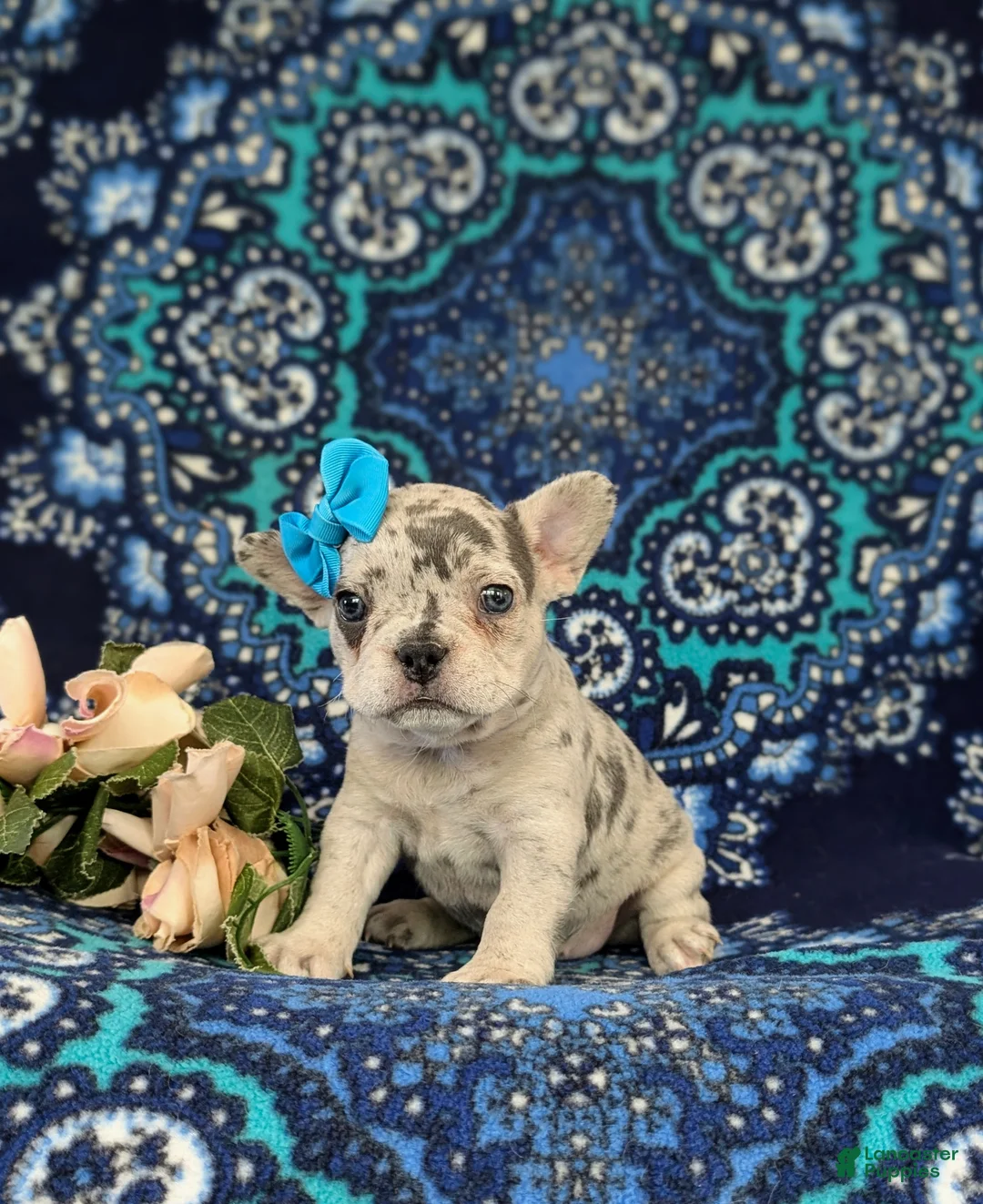 French Bulldog dogs for sale: Romy - Ad 1