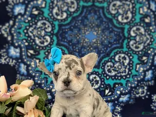 French Bulldog dogs for sale: Romy - Ad 3