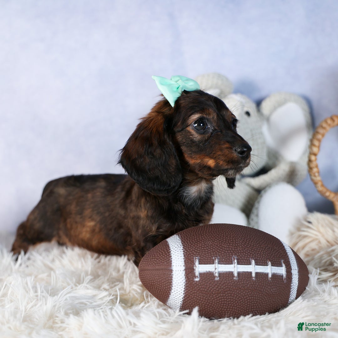 Miniature Dachshund dogs for sale: Cleo - Ad 16