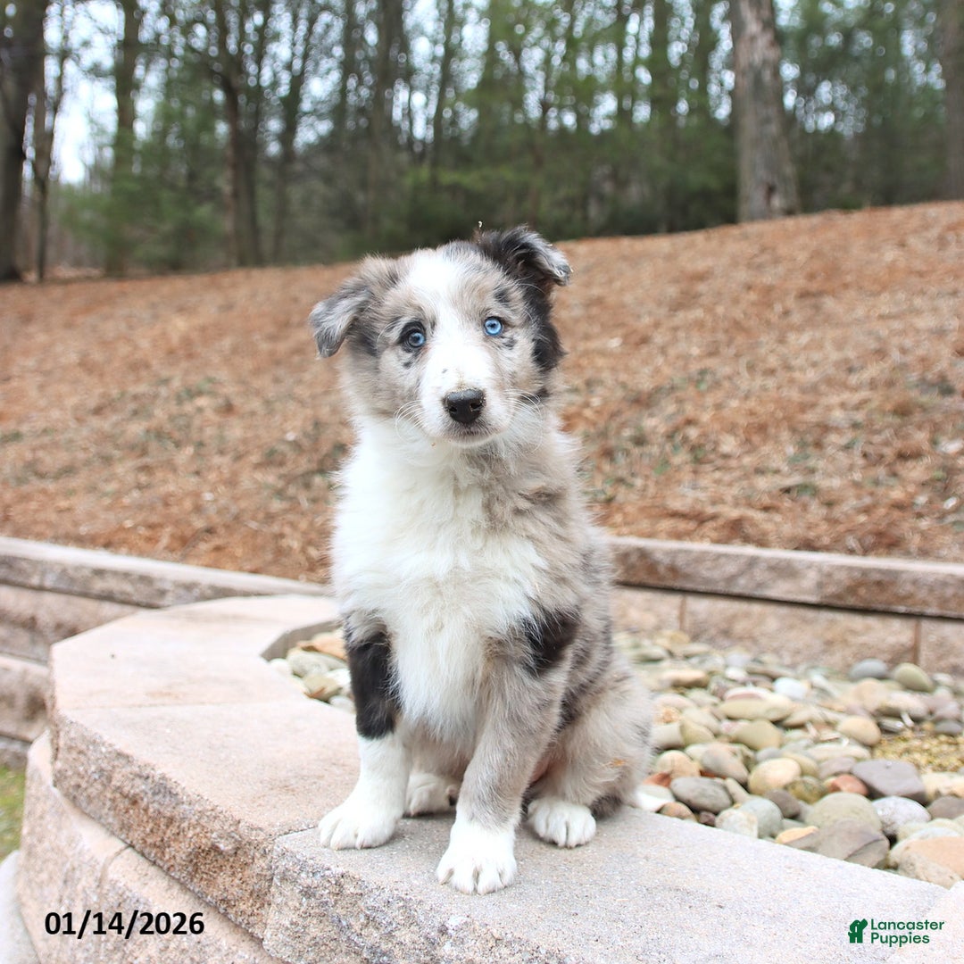 Mixed Breed dogs for sale: Beauty - Ad 1