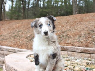 Mixed Breed dogs Beauty - Ad 11