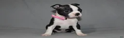 Boston Terrier dogs for sale: Chloe - Ad 3
