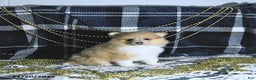Pomeranian dogs for sale: Riena GENETIC TESTED - Ad 6