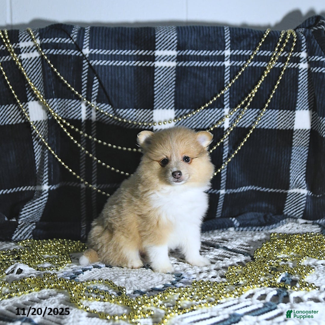 Pomeranian dogs for sale: Riena GENETIC TESTED - Ad 6