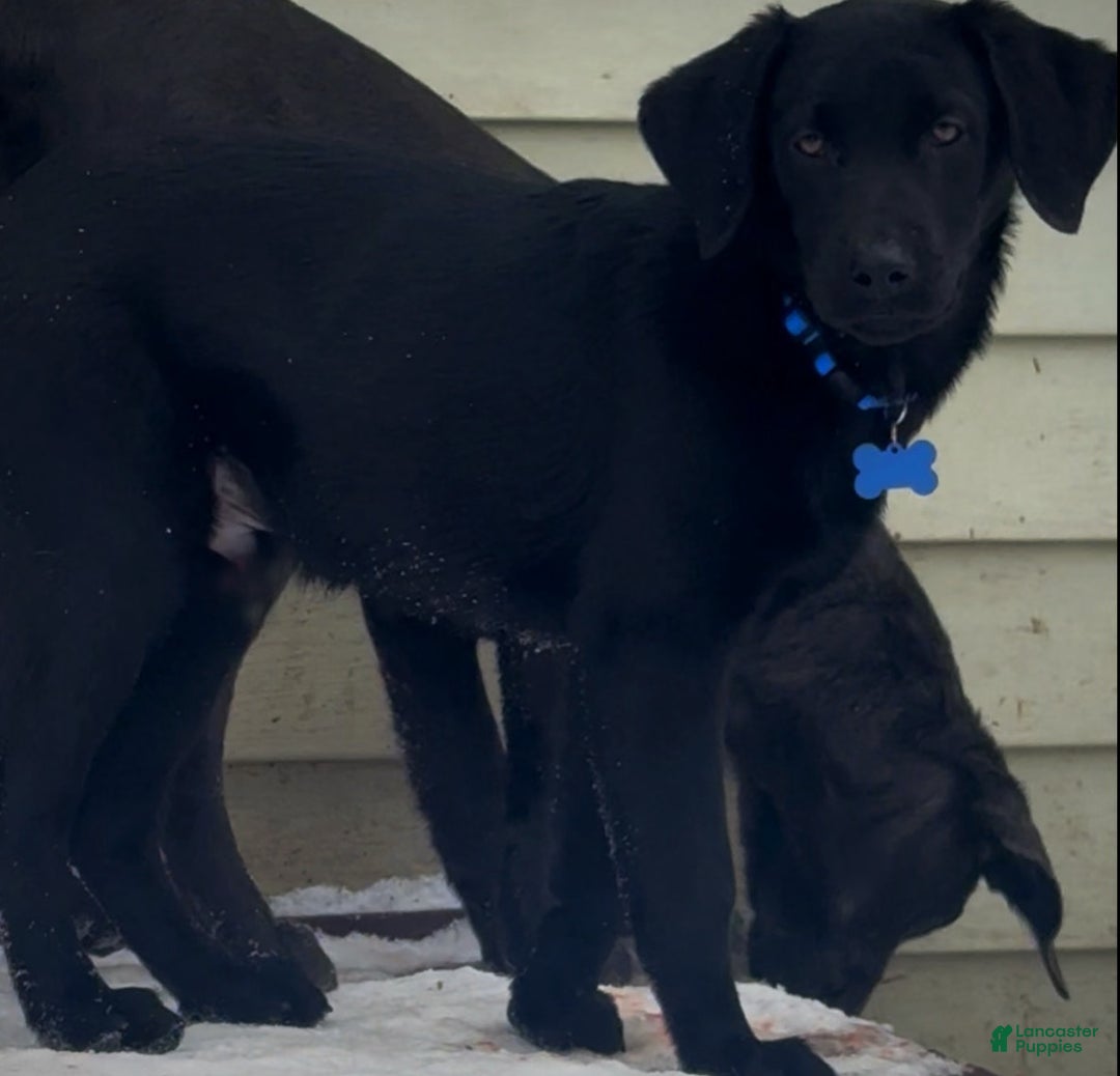 Labrador Retriever dogs for sale: Labrador Retriever Puppy 1 - Ad 4