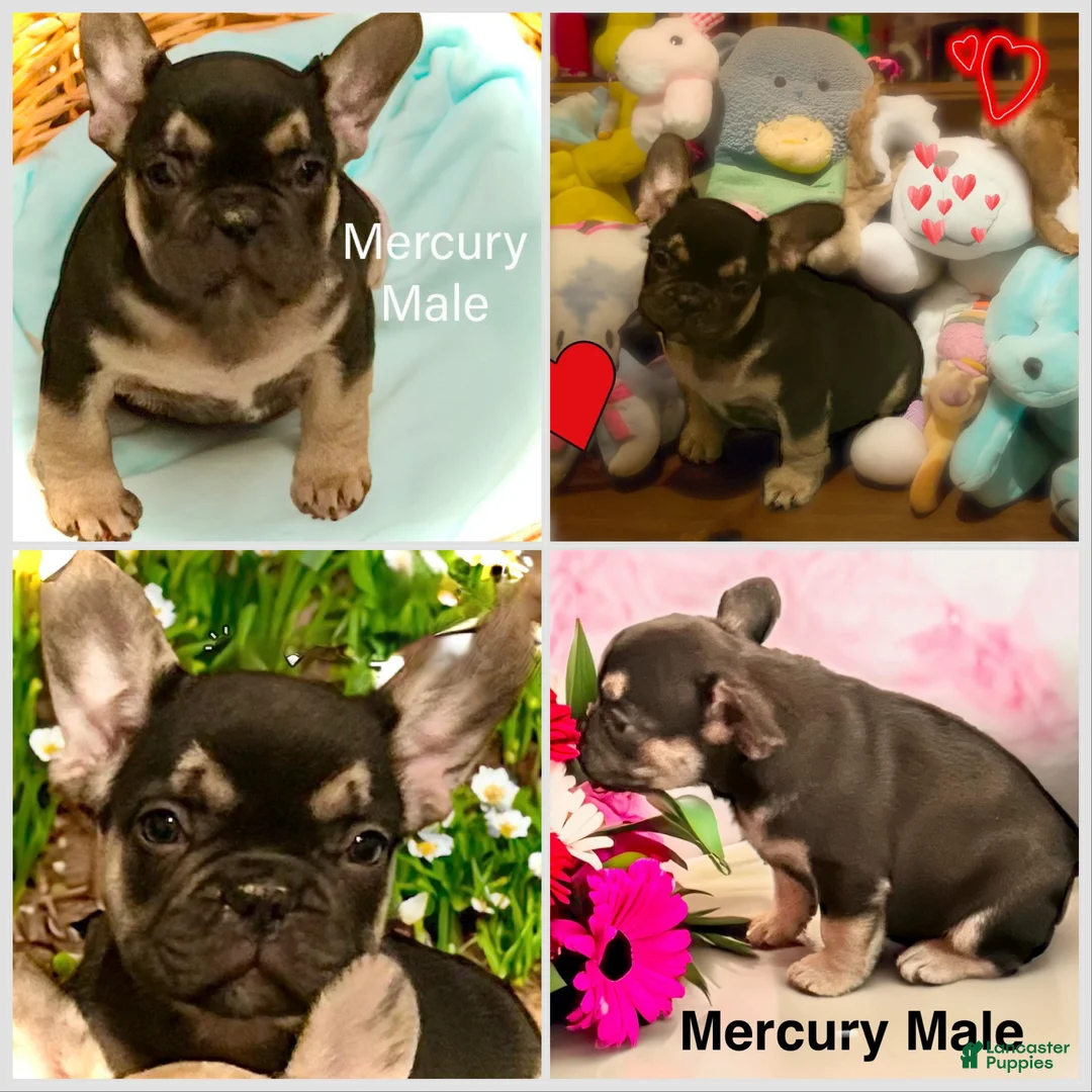 French Bulldog dogs for sale: Mercury  - Ad 2
