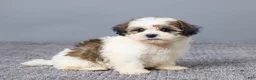 Teddy Bear dogs for sale: Lucy - Ad 3