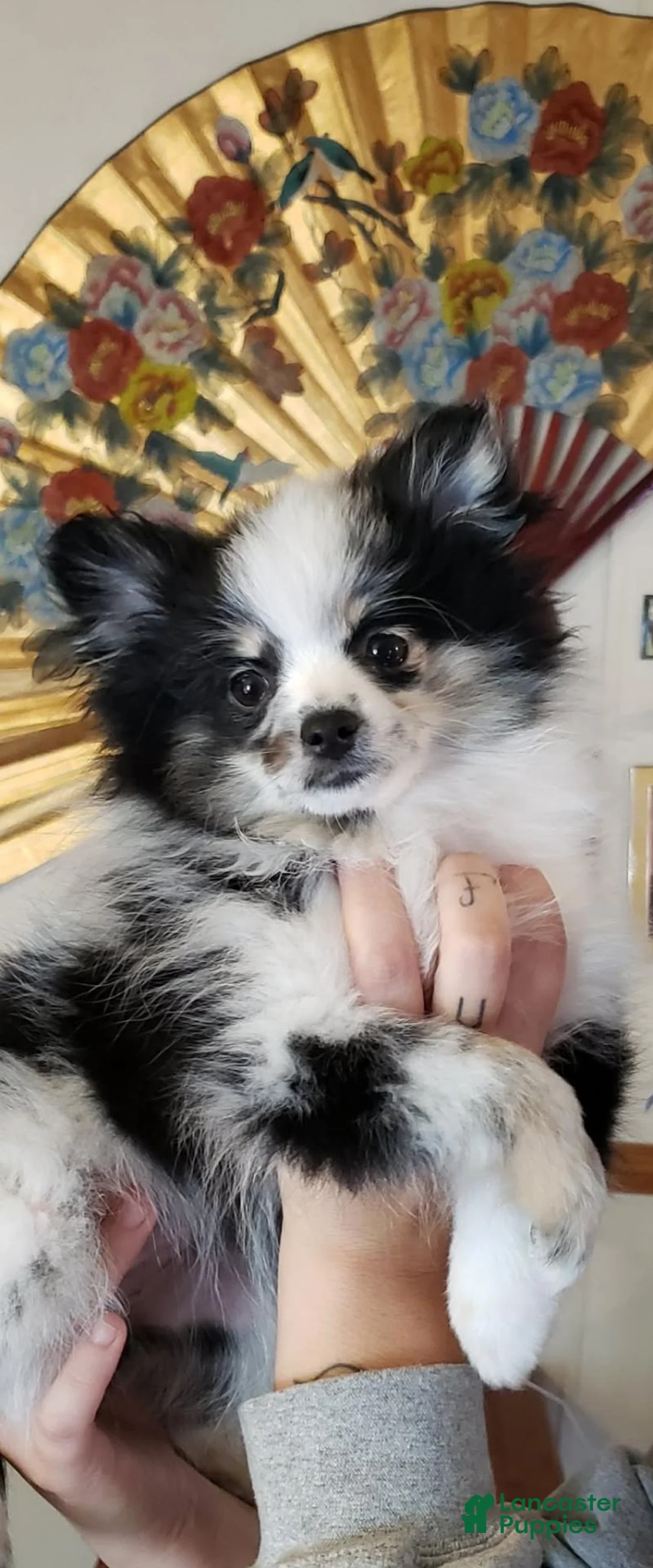 Pomeranian dogs for sale: Pomeranian 2 - Ad 2