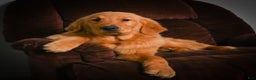 Golden Retriever dogs for sale: Golden Retriever litter of 5 puppies - Ad 18