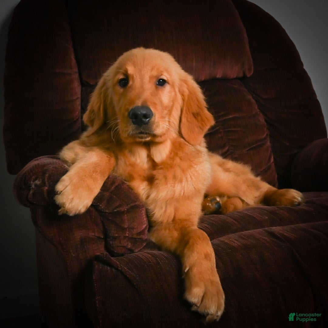 Golden Retriever dogs for sale: Golden Retriever litter of 5 puppies - Ad 18