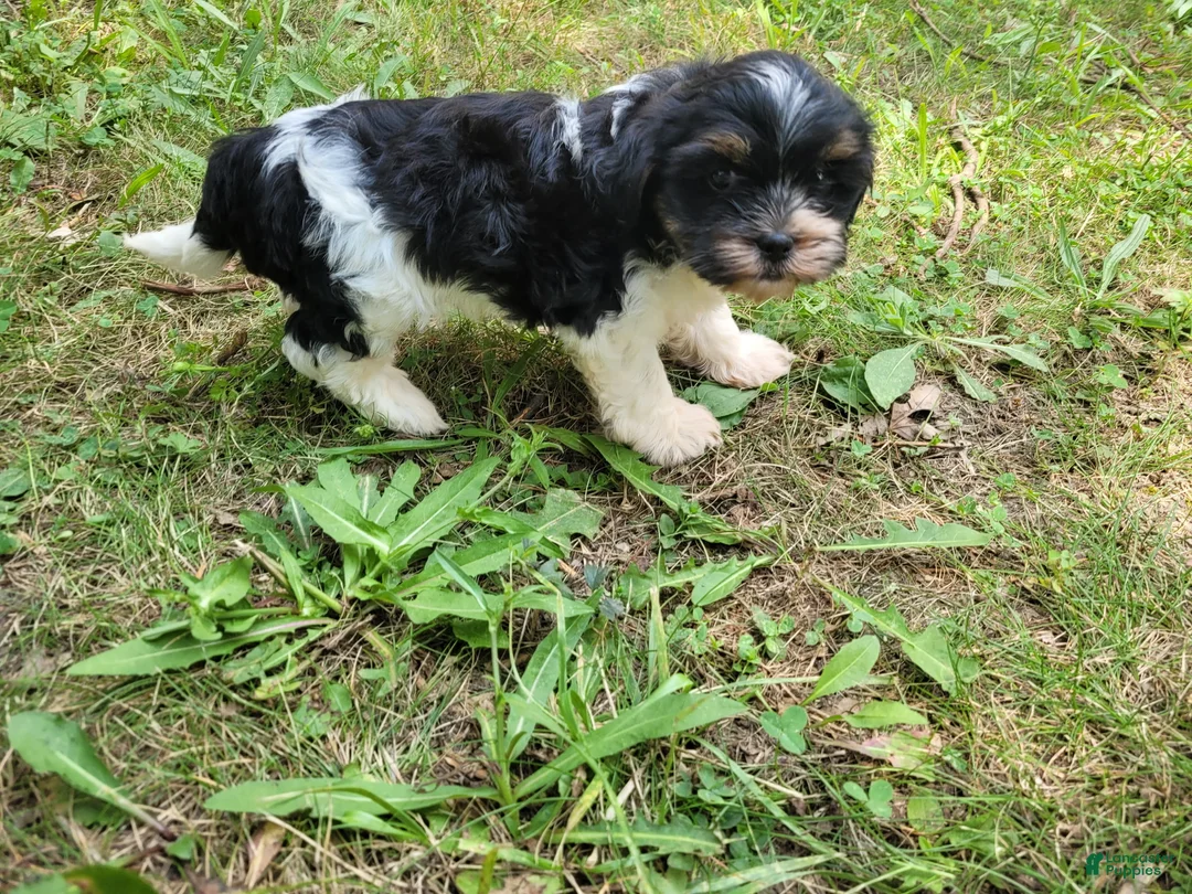 Mixed Breed dogs for sale: Adam  - Ad 5