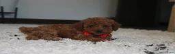 Toy Poodle dogs for sale: Archer - Ad 5