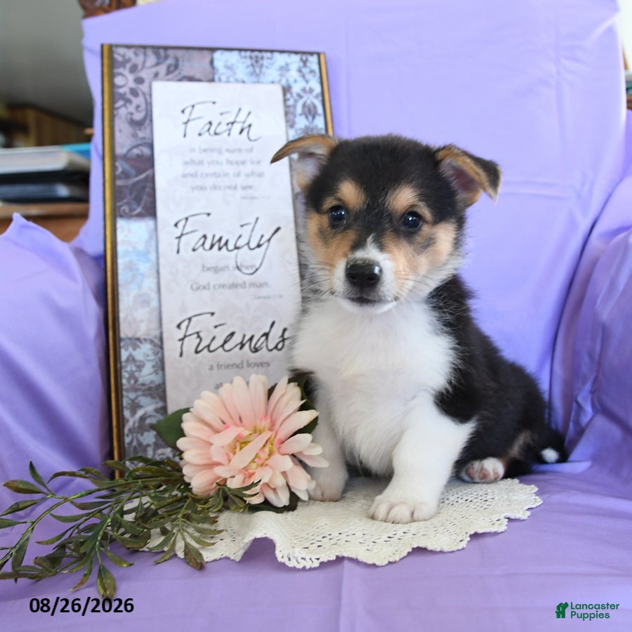 Welsh Corgi Pembroke dogs Champ  - Ad 1
