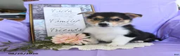 Welsh Corgi Pembroke dogs for sale: Champ  - Ad 1