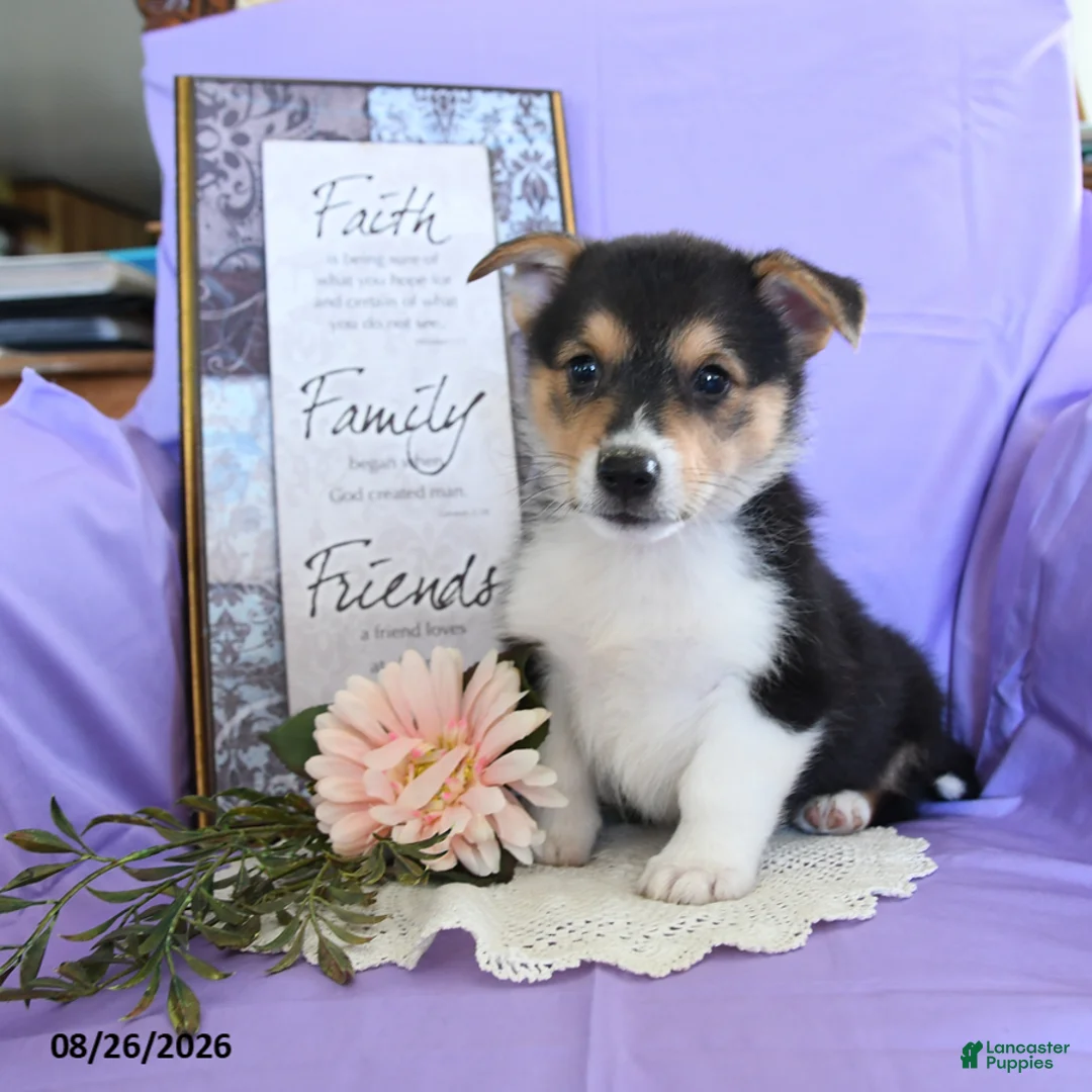 Welsh Corgi Pembroke dogs for sale: Champ  - Ad 1