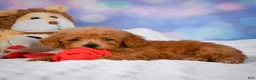 Cavapoo dogs for sale: Dash - Ad 4