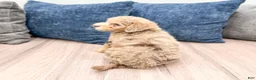Miniature Poodle dogs for sale: Princess - Ad 6