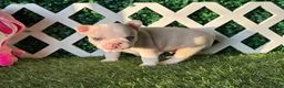 French Bulldog dogs for sale: French Bulldog 2 - Ad 3