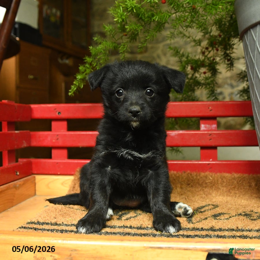 Corgipoo dogs Florance - Ad 1