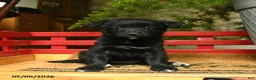 Corgipoo dogs for sale: Florance - Ad 1