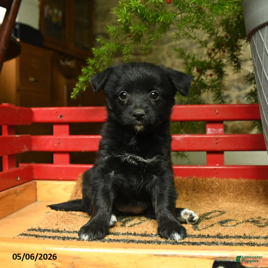 Corgipoo dogs for sale: Florance - Ad 1
