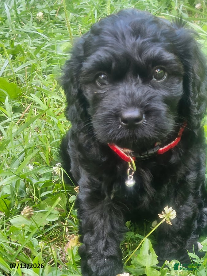 Cavapoo dogs Gracie - Ad 2