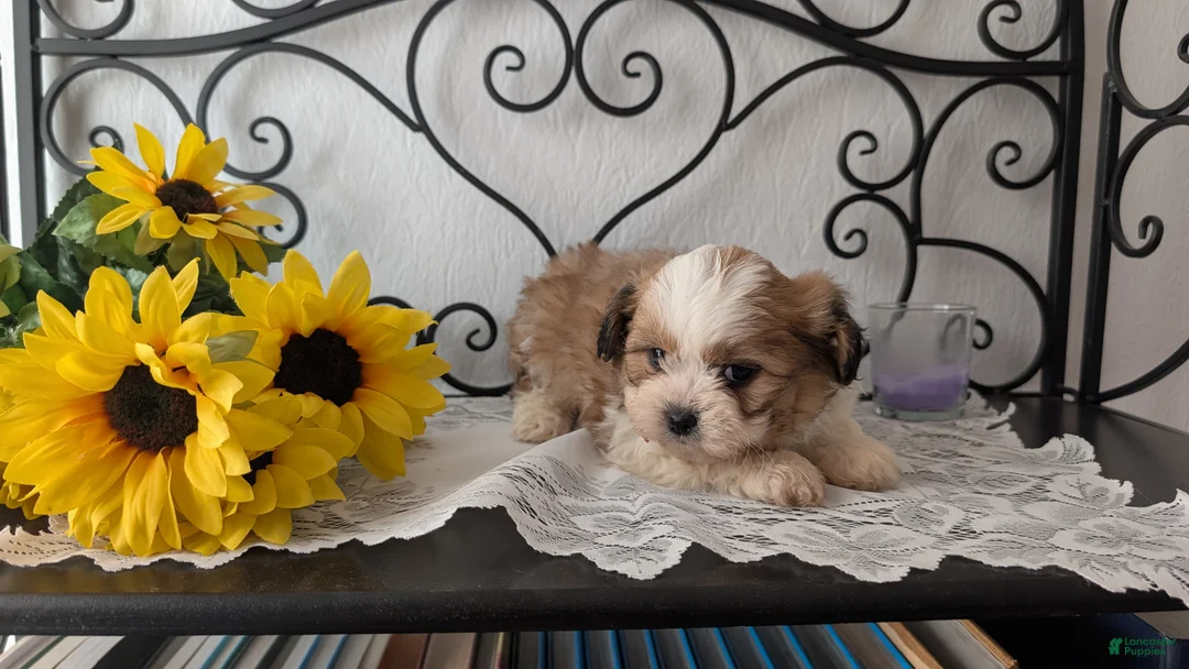 Teddy Bear dogs for sale: Grady - Ad 7
