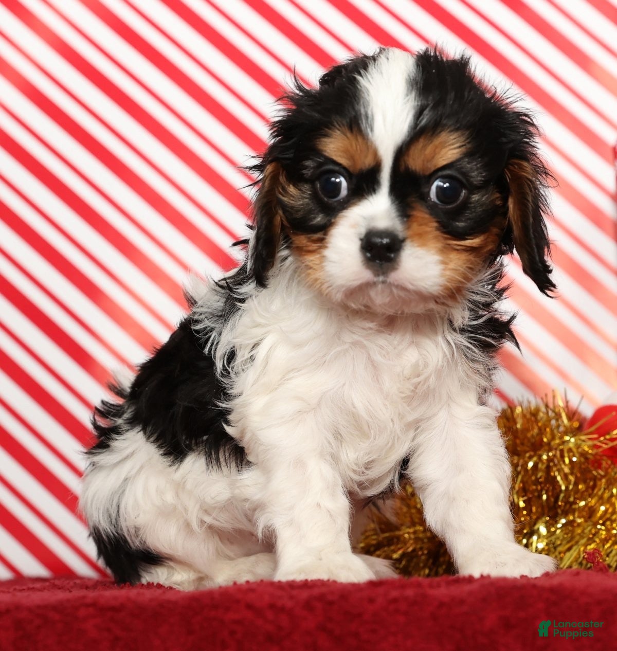 Cavalier King Charles Spaniel dogs Bobby - Ad 5