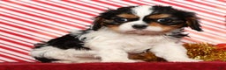 Cavalier King Charles Spaniel dogs for sale: Bobby - Ad 1