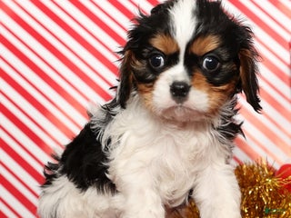 Cavalier King Charles Spaniel dogs Bobby - Ad 10