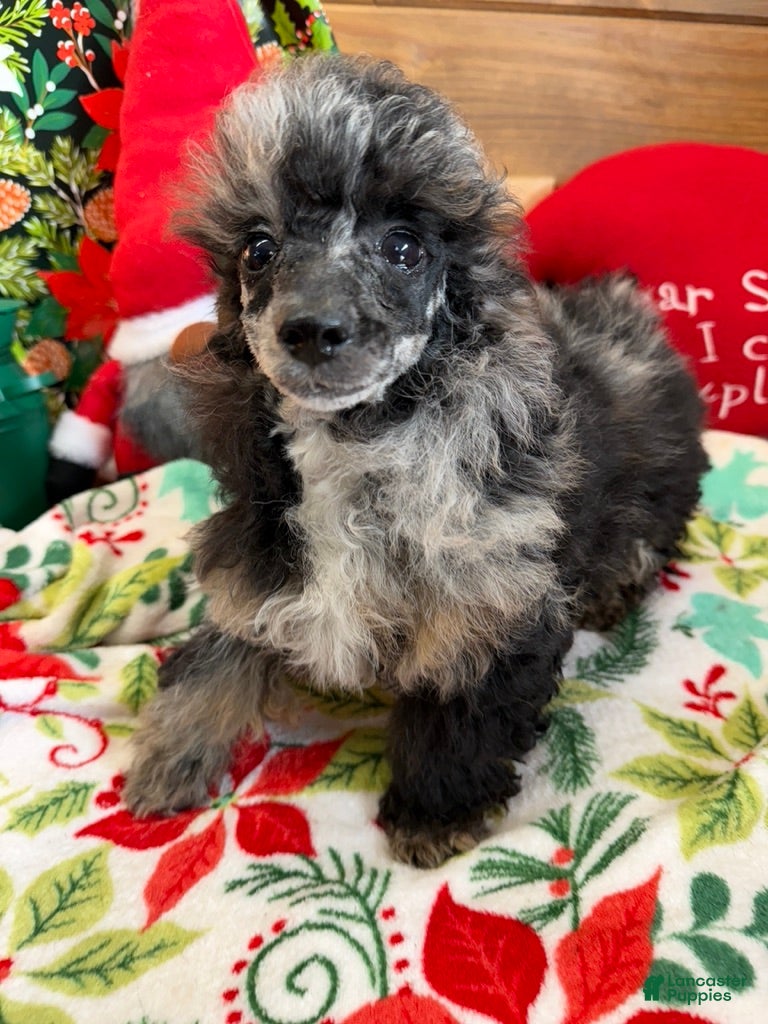 Toy Poodle dogs Helen - Ad 28