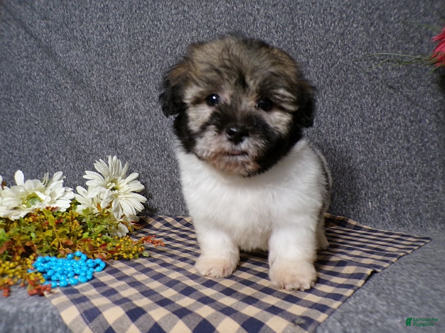 Havanese dogs Kole - Ad 2