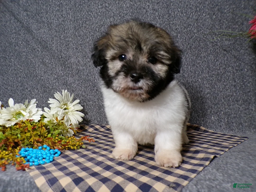 Havanese dogs for sale: Kole - Ad 2