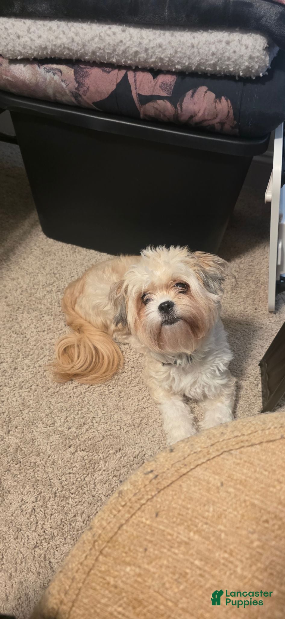 Shih Tzu dogs Shih Tzu 2 - Ad 2