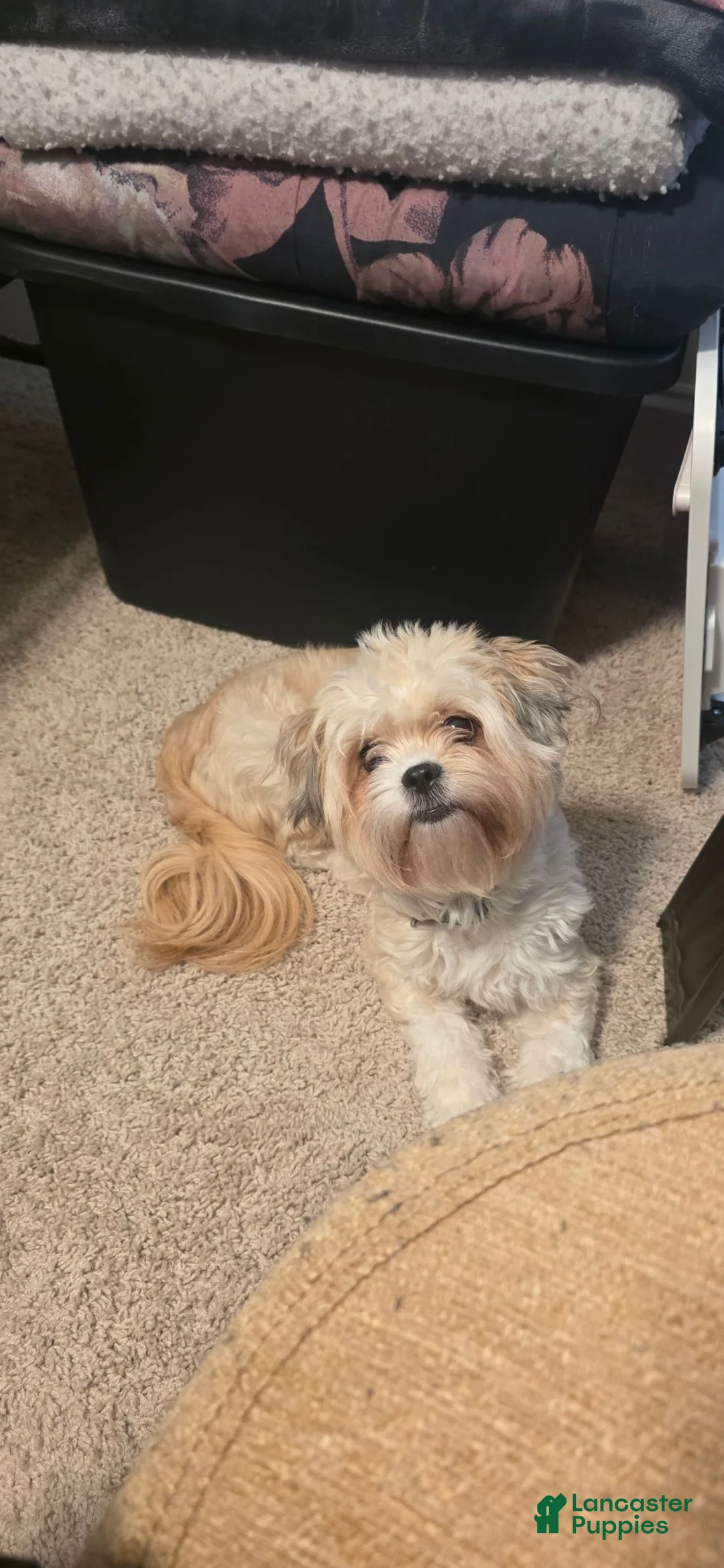 Shih Tzu dogs for sale: Shih Tzu 4 - Ad 2