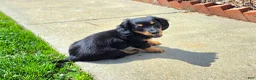 Dachshund dogs for sale: Johnny Jay - Ad 10