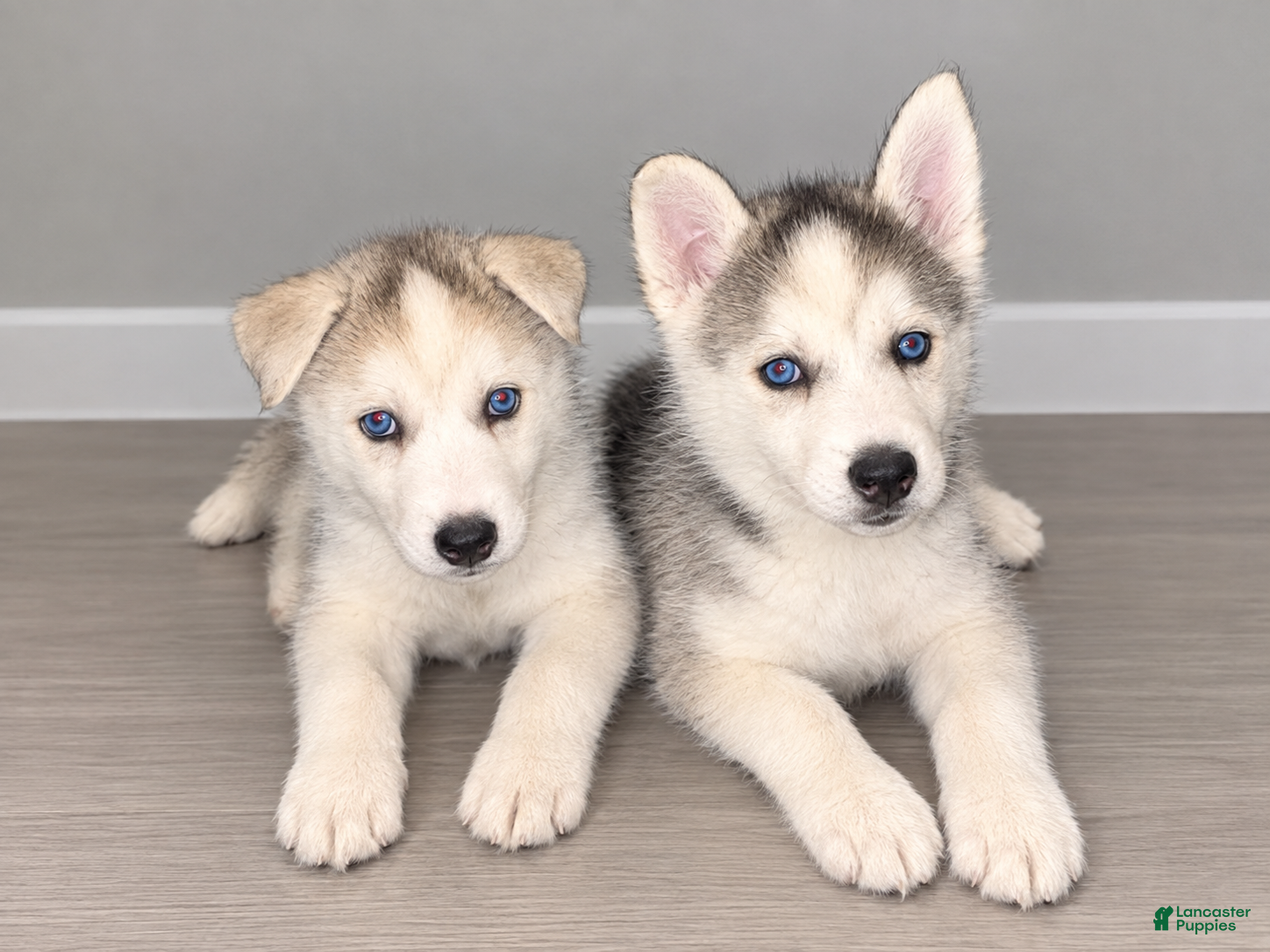 Mixed Breed dogs Tobby - Ad 25