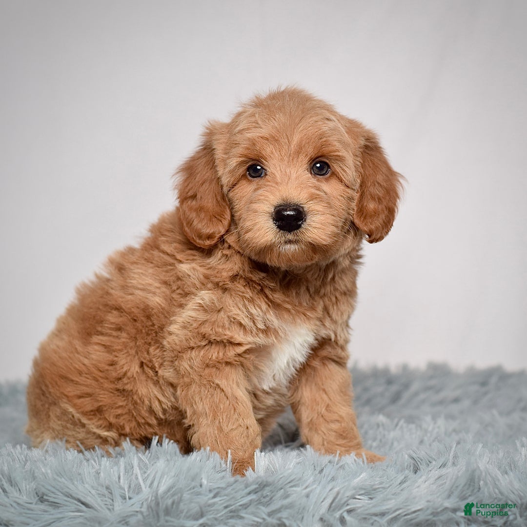 Mini Goldendoodle dogs for sale: Mr. Oscar - Ad 4