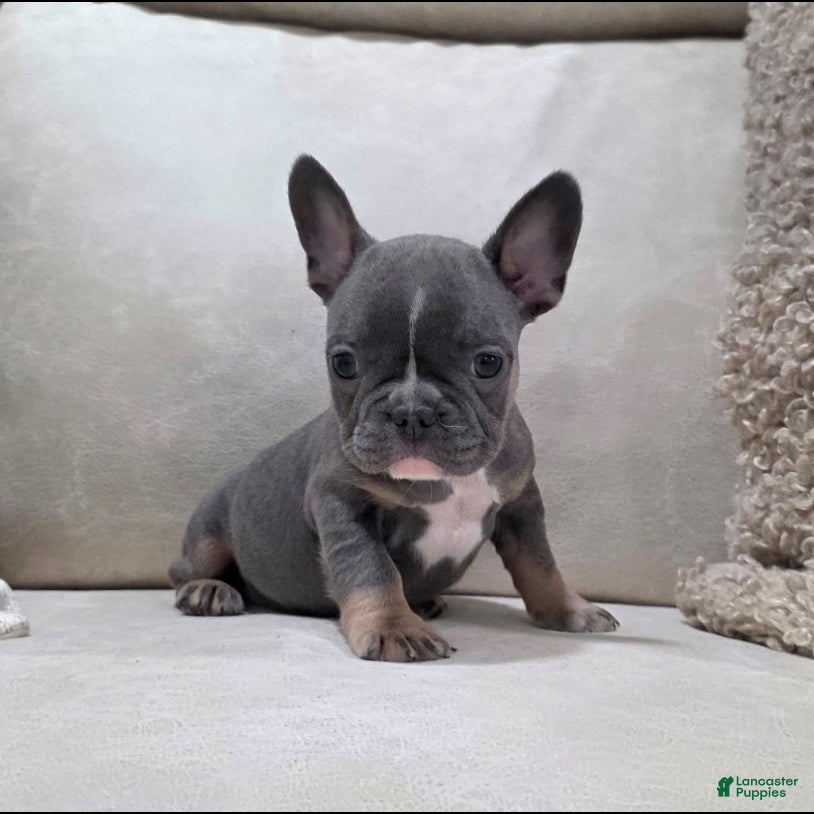 French Bulldog dogs Fiona - Ad 2