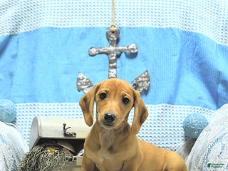 Miniature Dachshund dogs - Ad 34