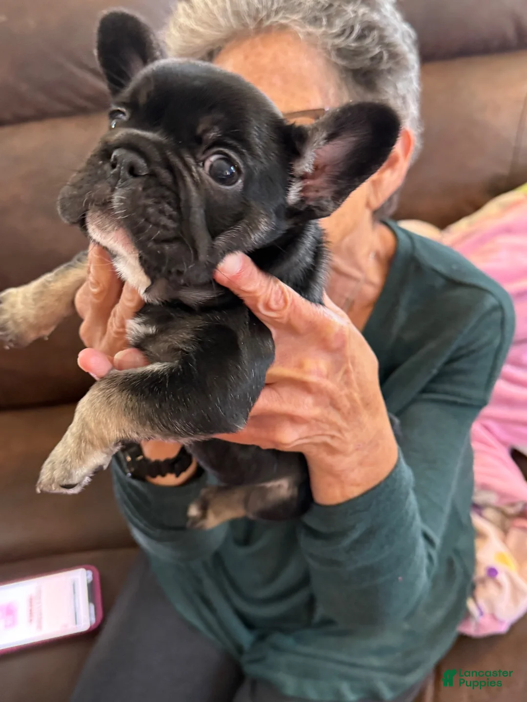 French Bulldog dogs for sale: French Bulldog 1 - Ad 2