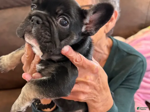 French Bulldog dogs for sale: French Bulldog 1 - Ad 2