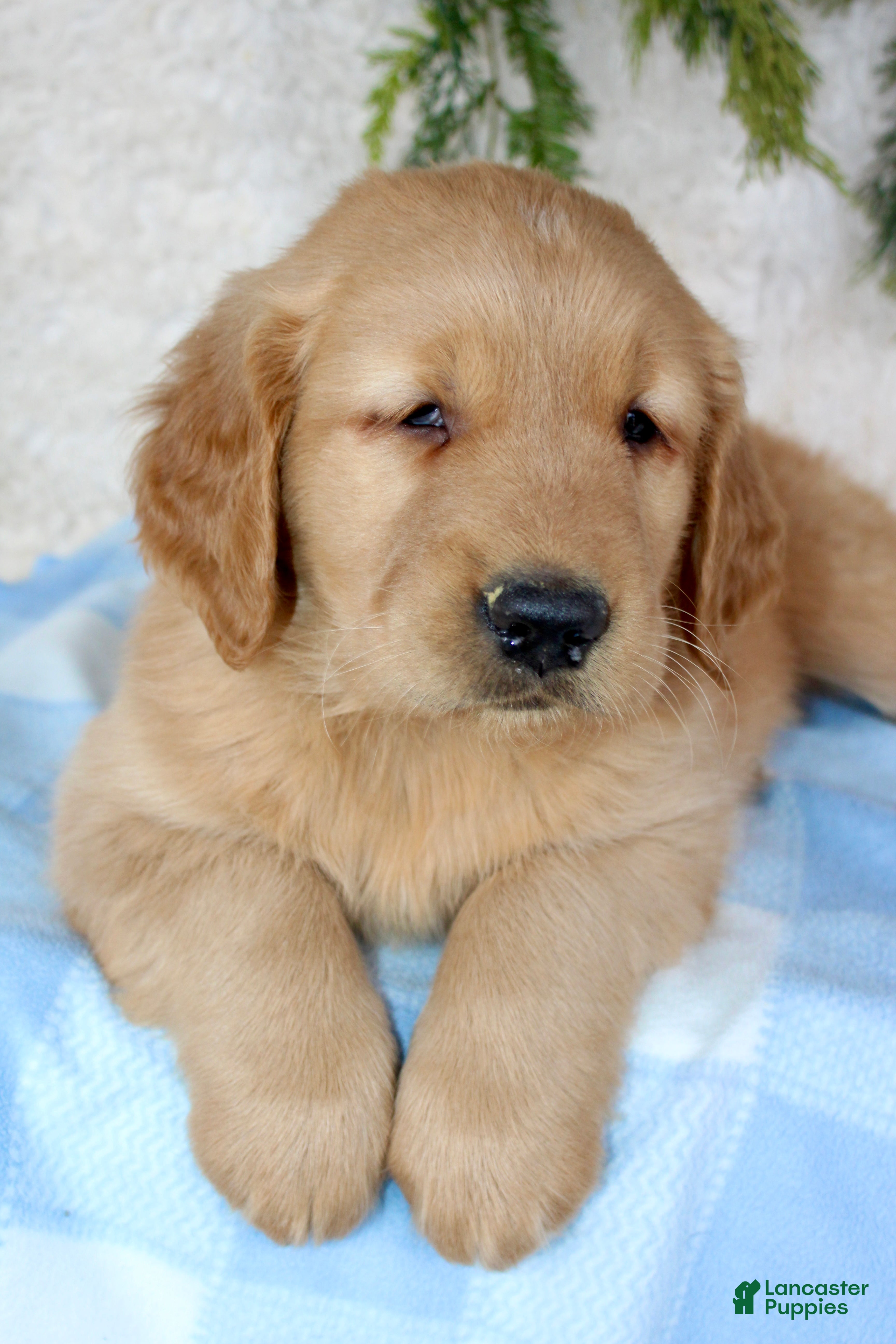 Golden Retriever dogs Chubbs - Ad 37