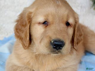 Golden Retriever dogs Chubbs - Ad 22