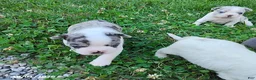Boston Terrier dogs for sale: Rosalie - Ad 5