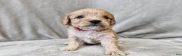 Cavapoo dogs for sale: Anellini - Ad 4